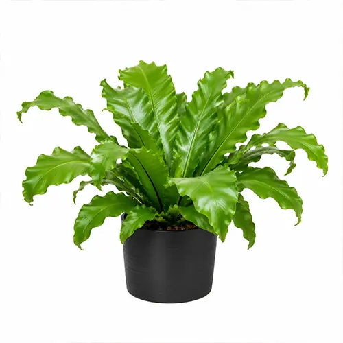 Asplenium Nidus