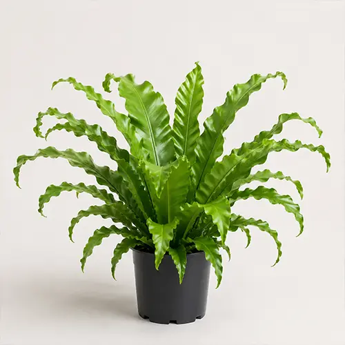 Asplenium antiquum