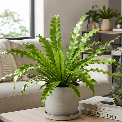 Asplenium antiquum в домашнем интерьере
