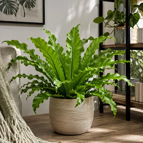 Asplenium Osaka