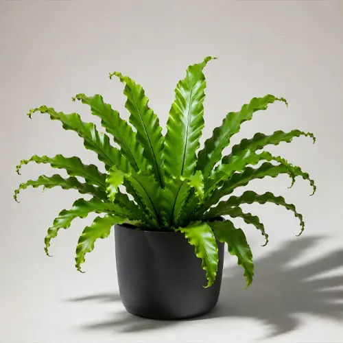 Asplenium Osaka