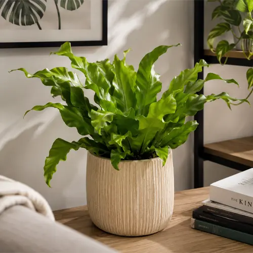 Asplenium Flame в интерьере