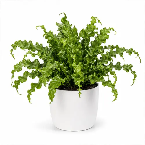 Asplenium Leslie