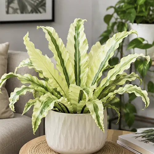 Asplenium White Moonlight в интерьере