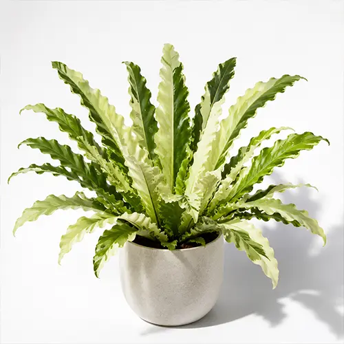 Asplenium White Moonlight