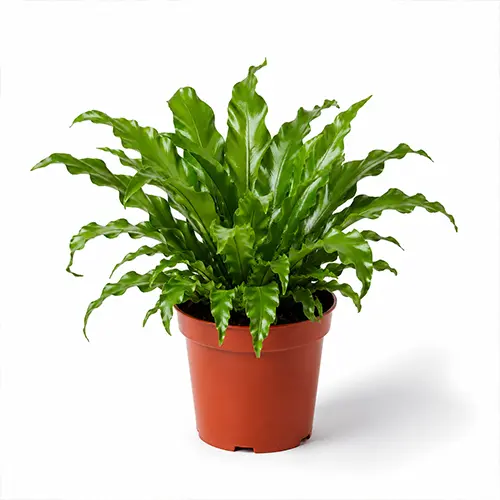 Asplenium Venus Moonlight