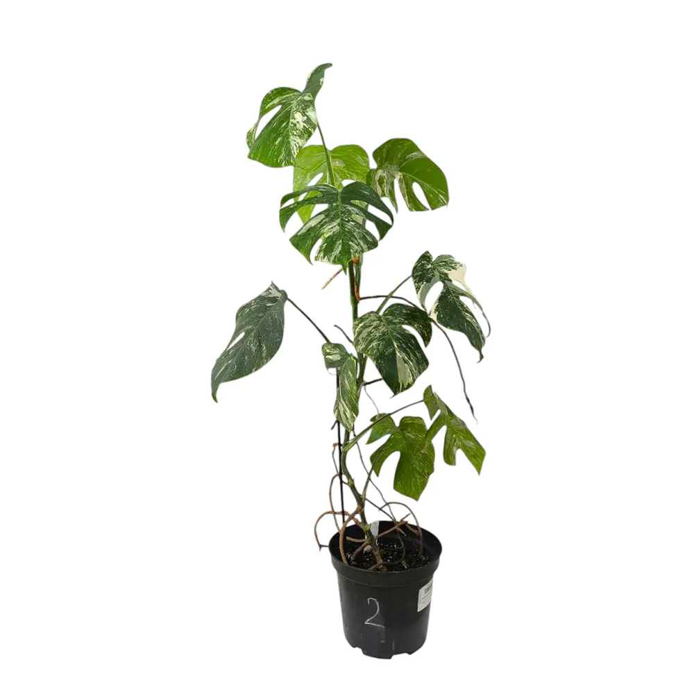 Монстера deliciosa "Variegata" купить