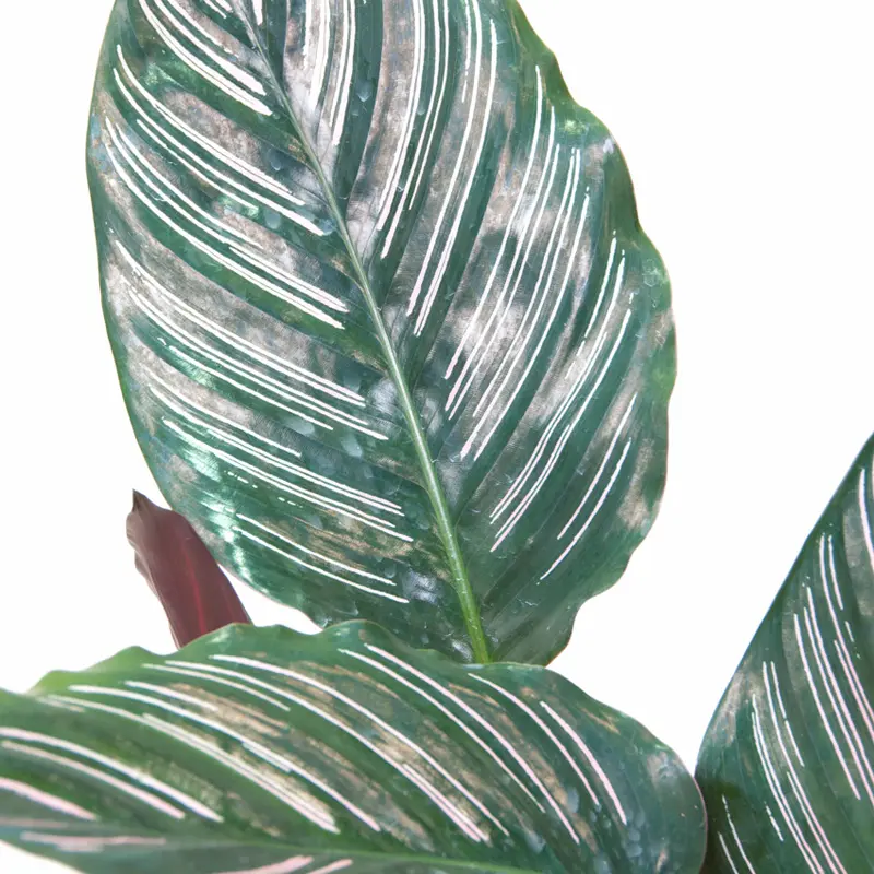 Калатея Сандериана Орната/ Calathea sanderiana, Ornata купить