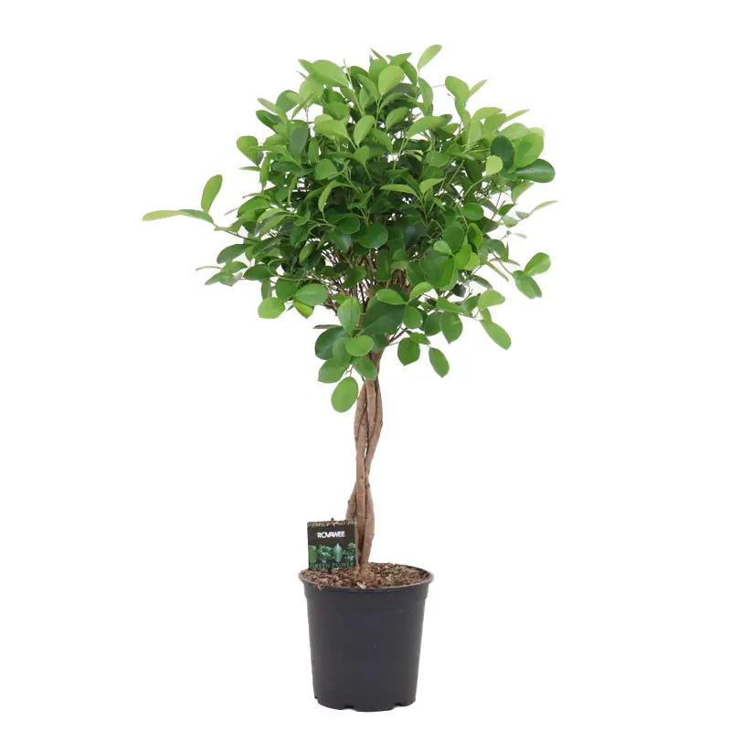 Фикус microcarpa 'Moclame' скрученный штамб купить