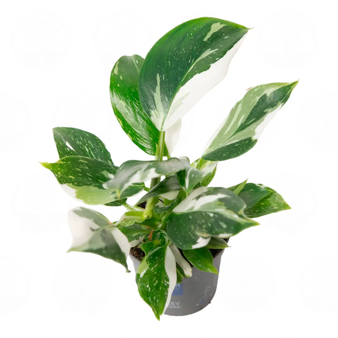 Philodendron White Wizard вариегатные листья