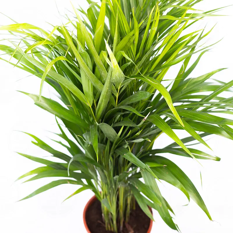 Арековая пальма (Dypsis lutescens) купить