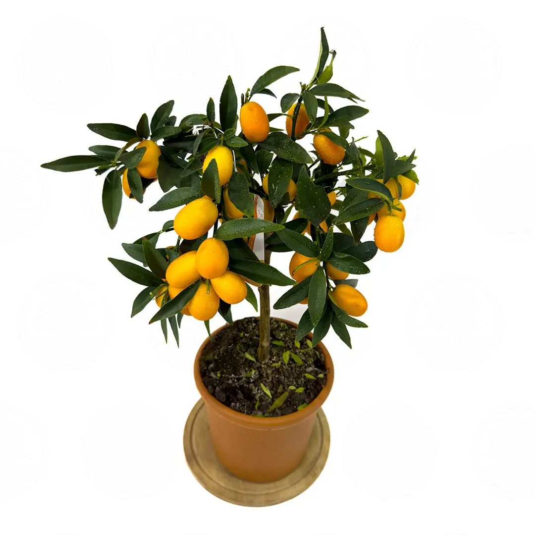 Кумкват Маргарита / Kumquat Margarita — цитрусовое растение, детальное фото
