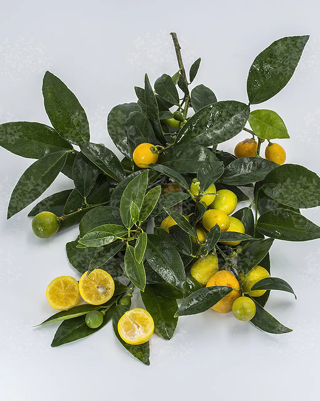 Кумкват Реале / Kumquat Reale — цитрусовое растение, детальное фото
