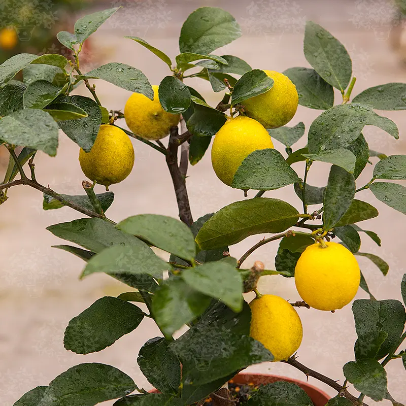 Лайм Неаполитанский / Lime Neapolitanum — цитрусовое растение, детальное фото
