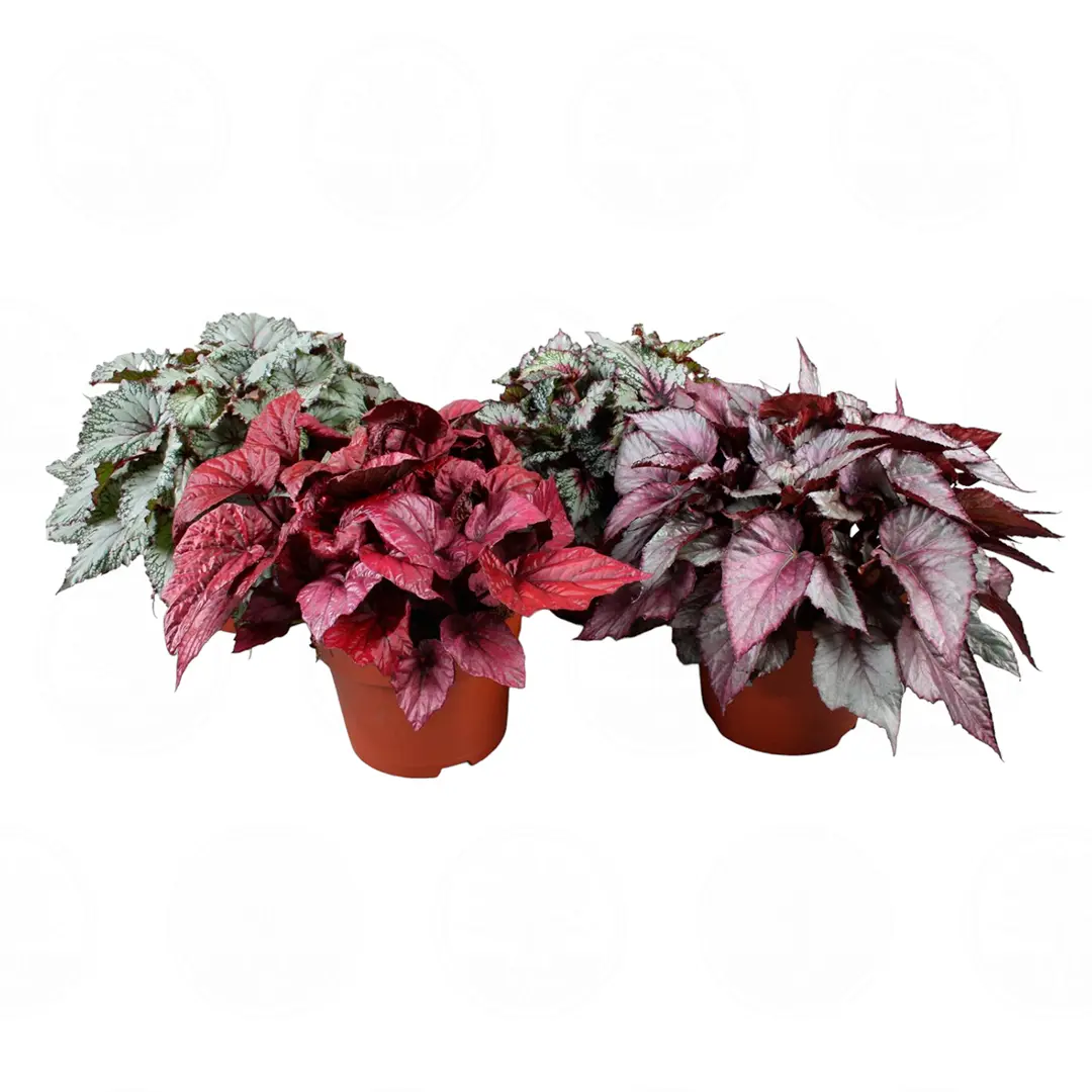 Бегония Белеаф, Рекс/ Begonia Beleaf gemengd купить