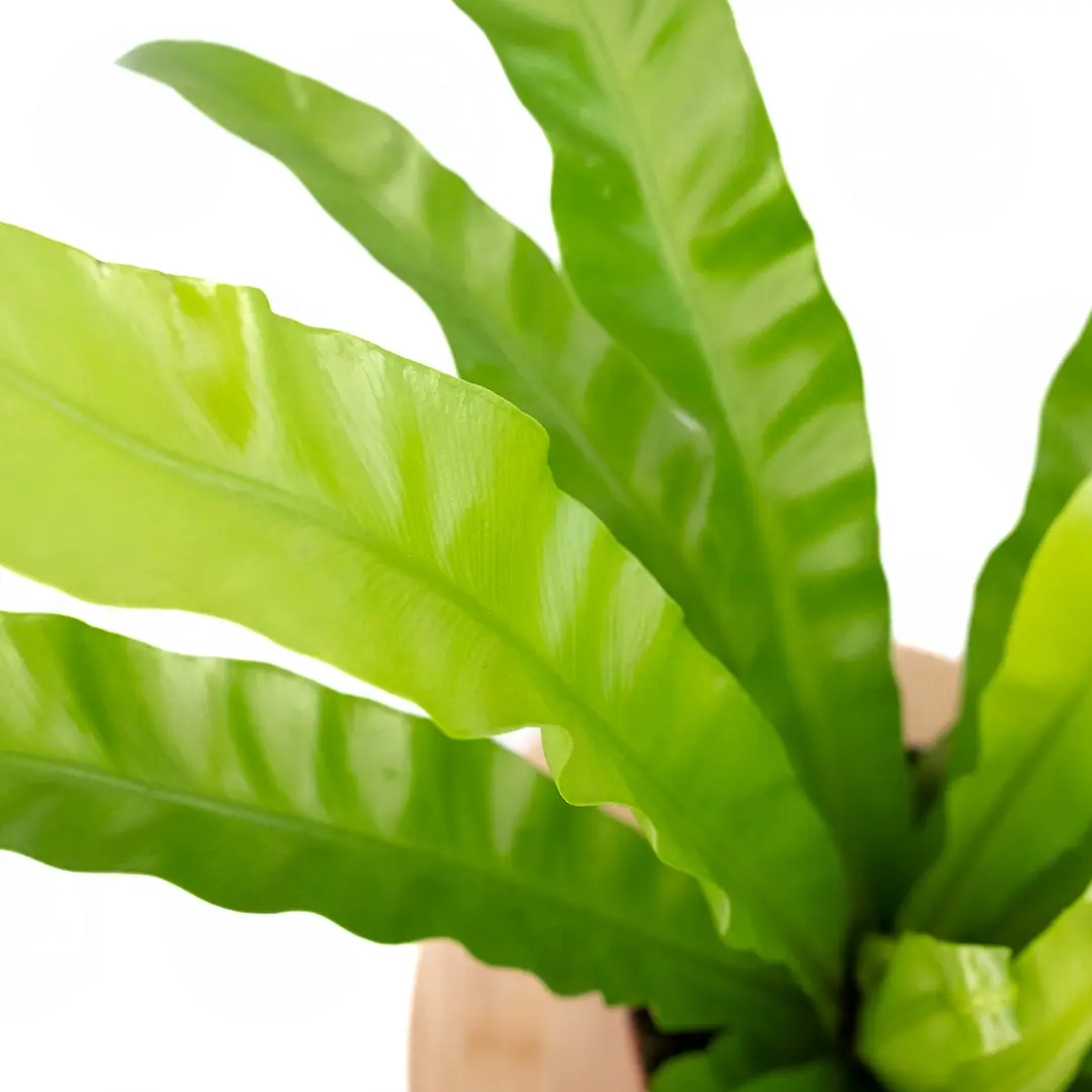 Асплениум антикум / Asplenium antiquum купить