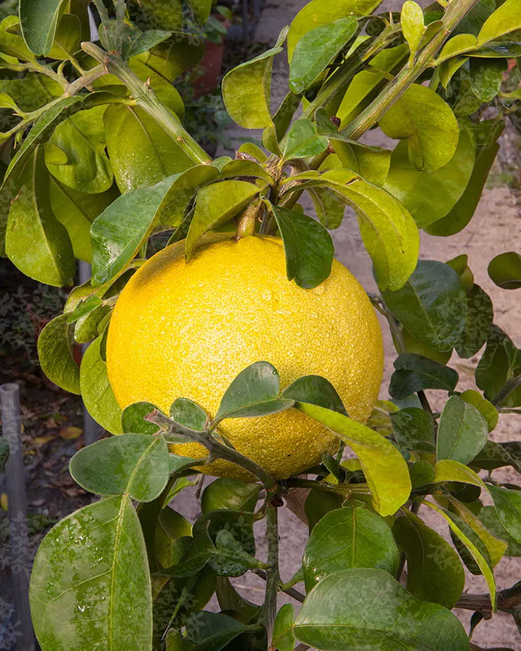 Помело Саравак / Помело таитянский / Pomelo Sarawak — цитрусовое растение, детальное фото
