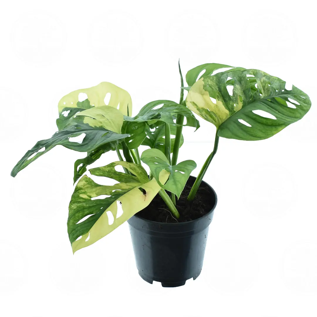 Монстера Адансони / Monstera adansonii купить