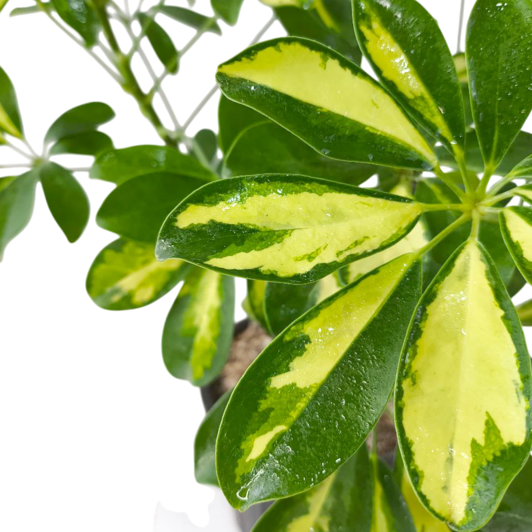 Шеффлера "Тринити" / Schefflera arbor."Trinitte" купить