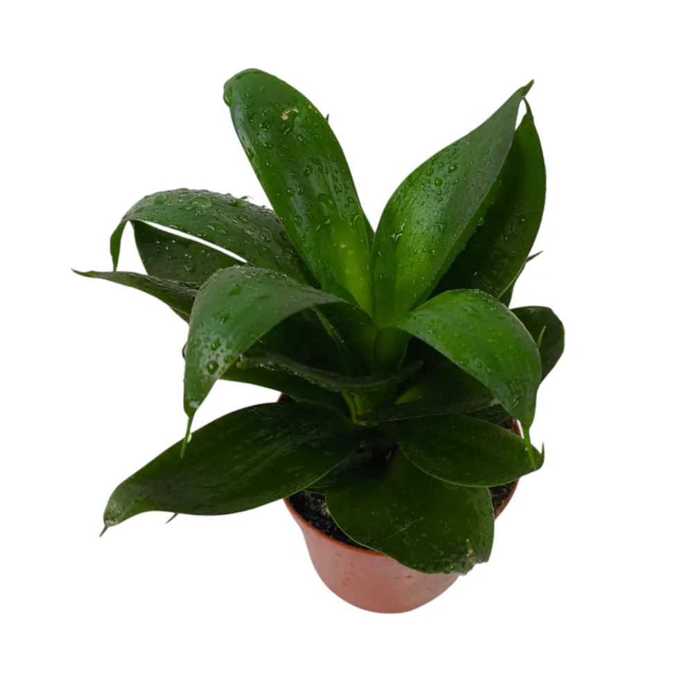 Сансевиерия trifasciata "Hahnii Black Jade" купить