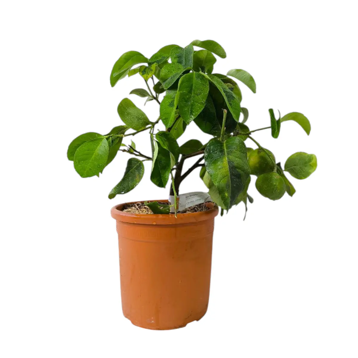 Цитрон вариегатный / Citrus medica variegatis — цитрусовое растение, детальное фото
