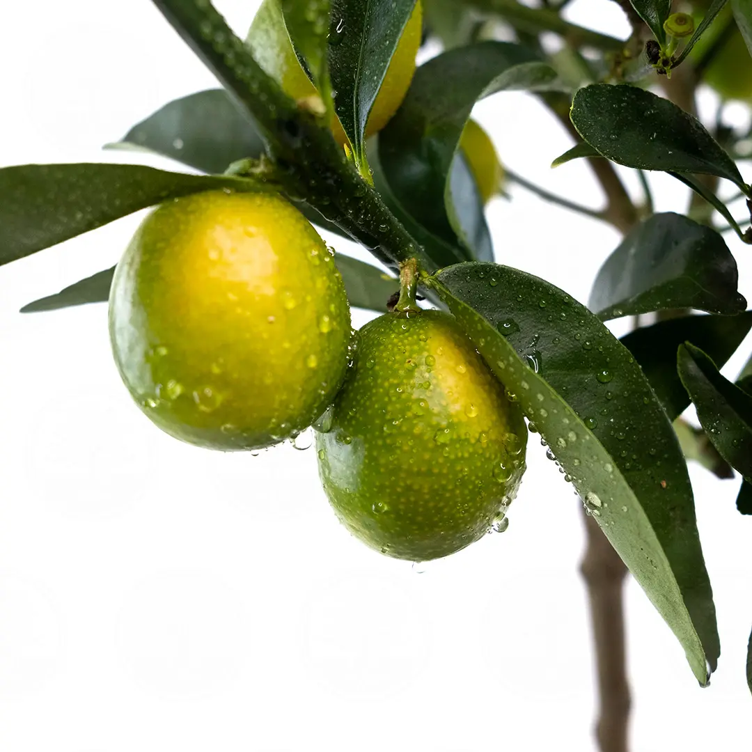 Кумкват Мейва / Kumquat Meiwa — цитрусовое растение, детальное фото
