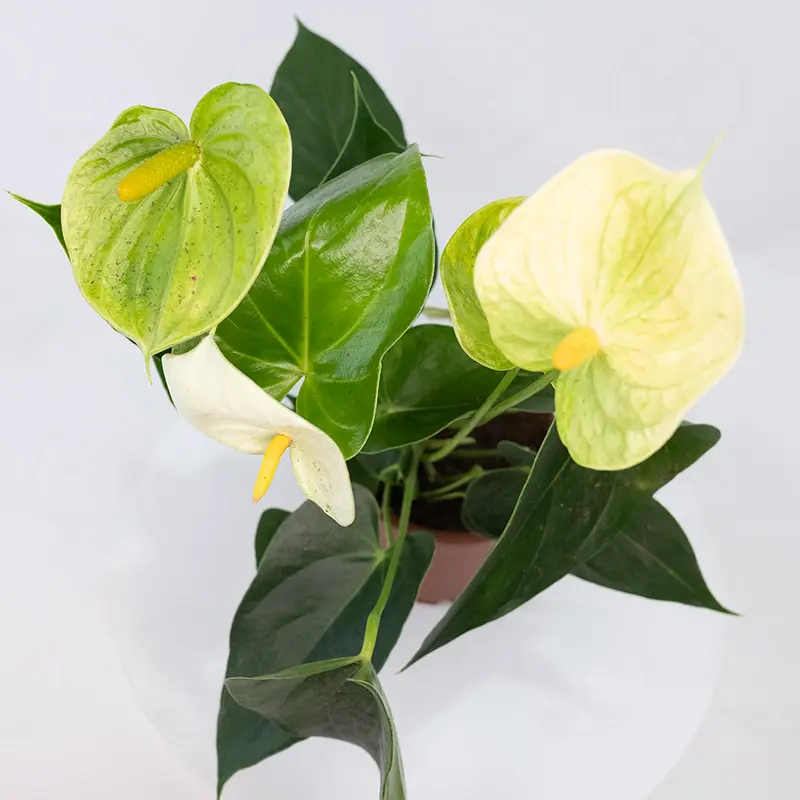 Антуриум Андрианум Ванилла / Anthurium andraeanum Vanilla купить