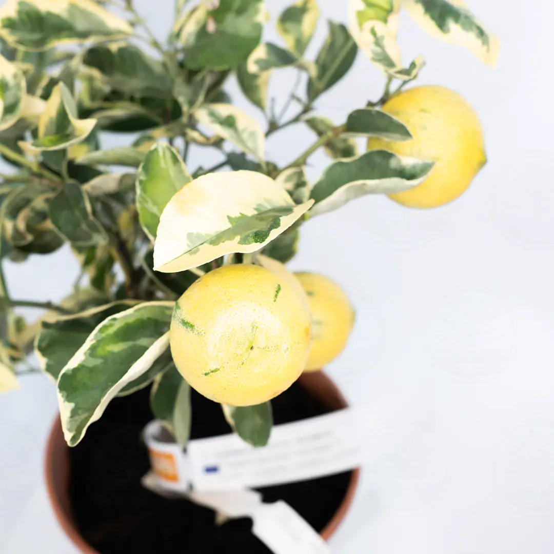 Лимон Волкамериана вариегатный / Lemon Volkameriana — цитрусовое растение, детальное фото
