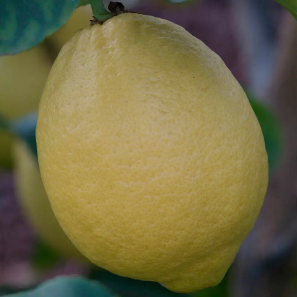 Лимон Фемминелло Комуне нуц. / Lemon Femminello comune nucellare — цитрусовое растение, детальное фото
