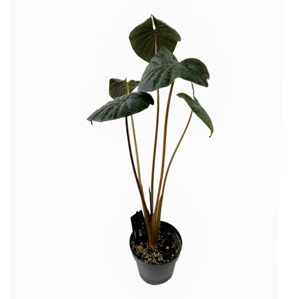 Алоказия "Chocolate Green" купить