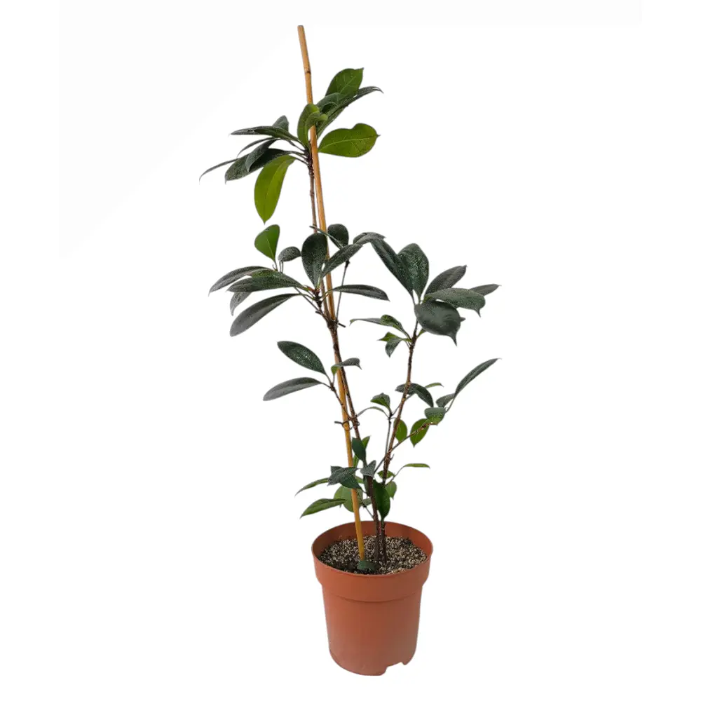 Фикус циатистипула / Ficus Cyathistipula купить