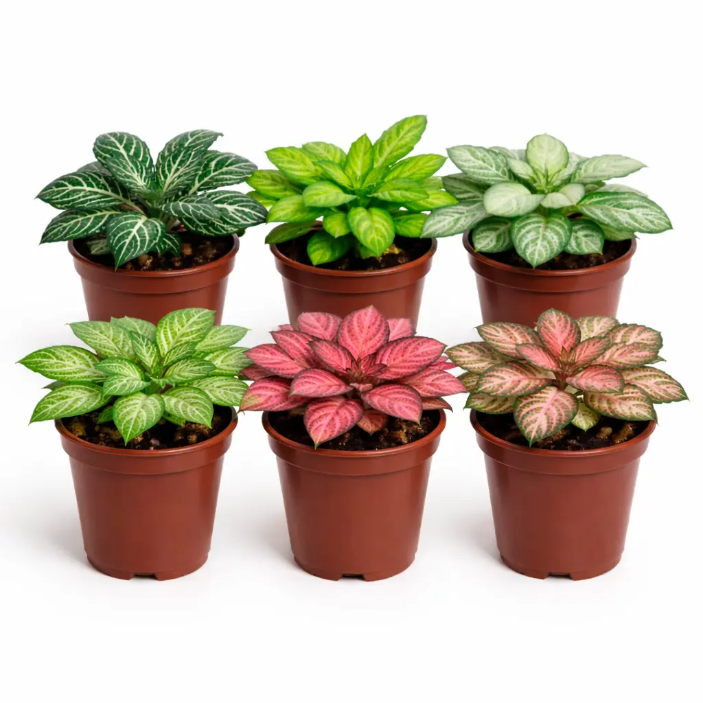 Fittonia albivenis разные сорта