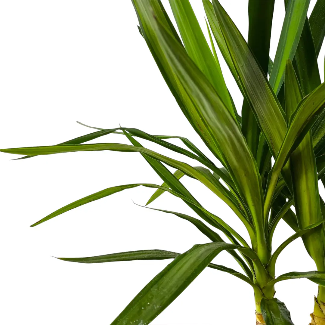 Юкка вариегатная / Yucca Variegata купить