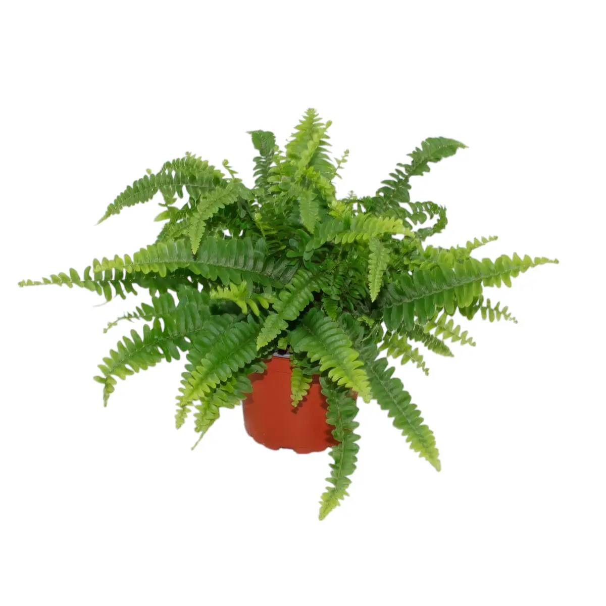 Нефролепис Грин Леди подвесной / Nephrolepis exaltata Green Lady купить