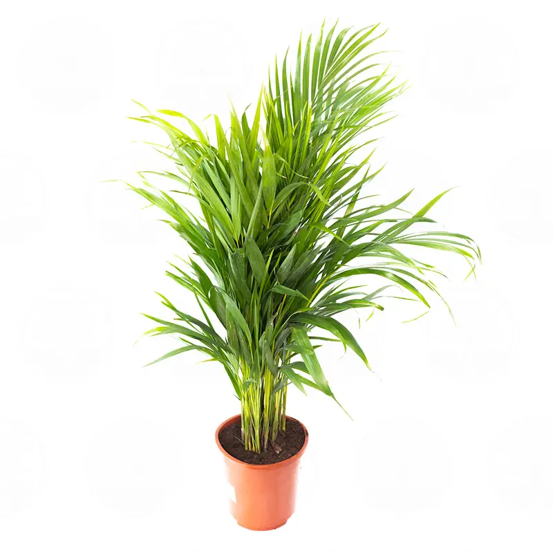 Арековая пальма (Dypsis lutescens) купить
