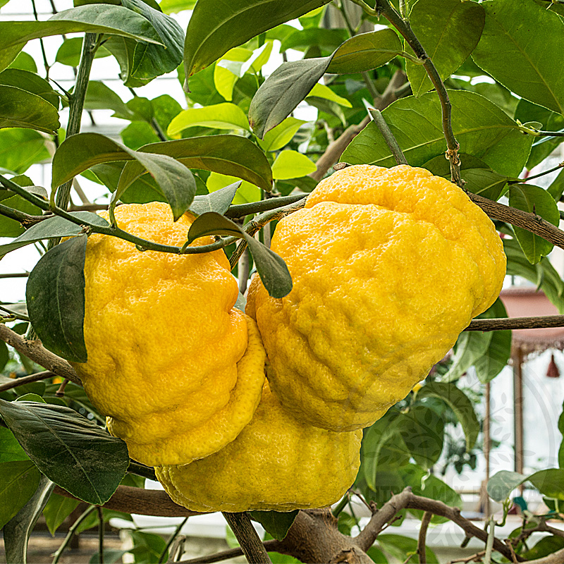 Цитрон Помпия / Citrus medica Pompia — цитрусовое растение, детальное фото
