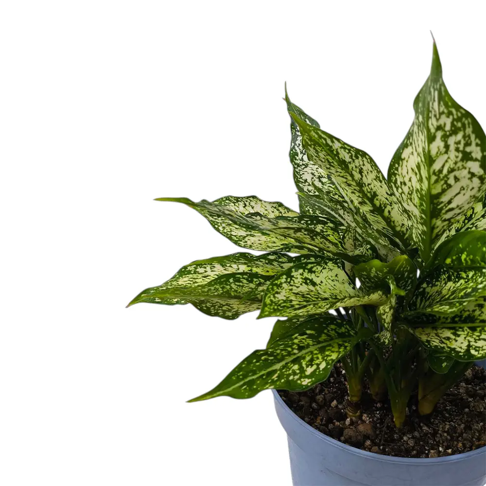 Аглаонема "Сноу Уайт" / Aglaonema "Snow white" купить
