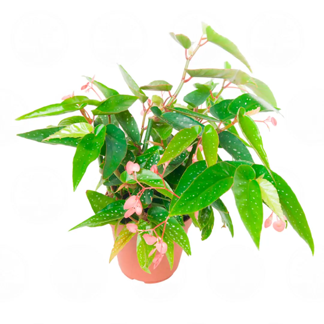Бегония albopicta 'Rosea' купить