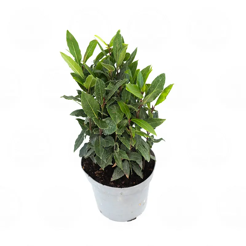Лавр благородный / Laurus Nobilis купить