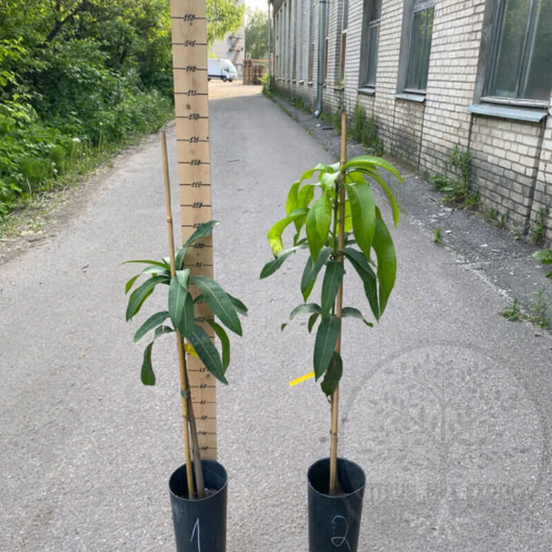 Манго Кент / Mangifera indica Kent