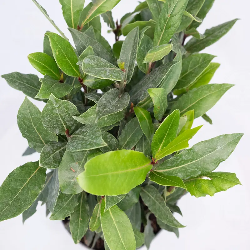 Лавр благородный / Laurus Nobilis купить
