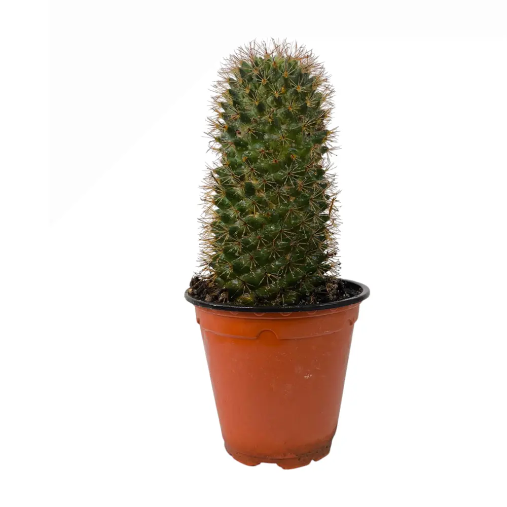 Маммиллярия усатая / Mammillaria mystax купить