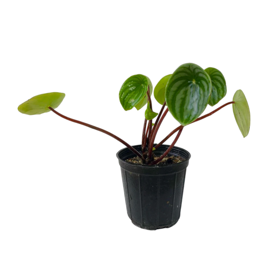 Пеперомия "Аргирея" / Peperomia "Argyreia" купить