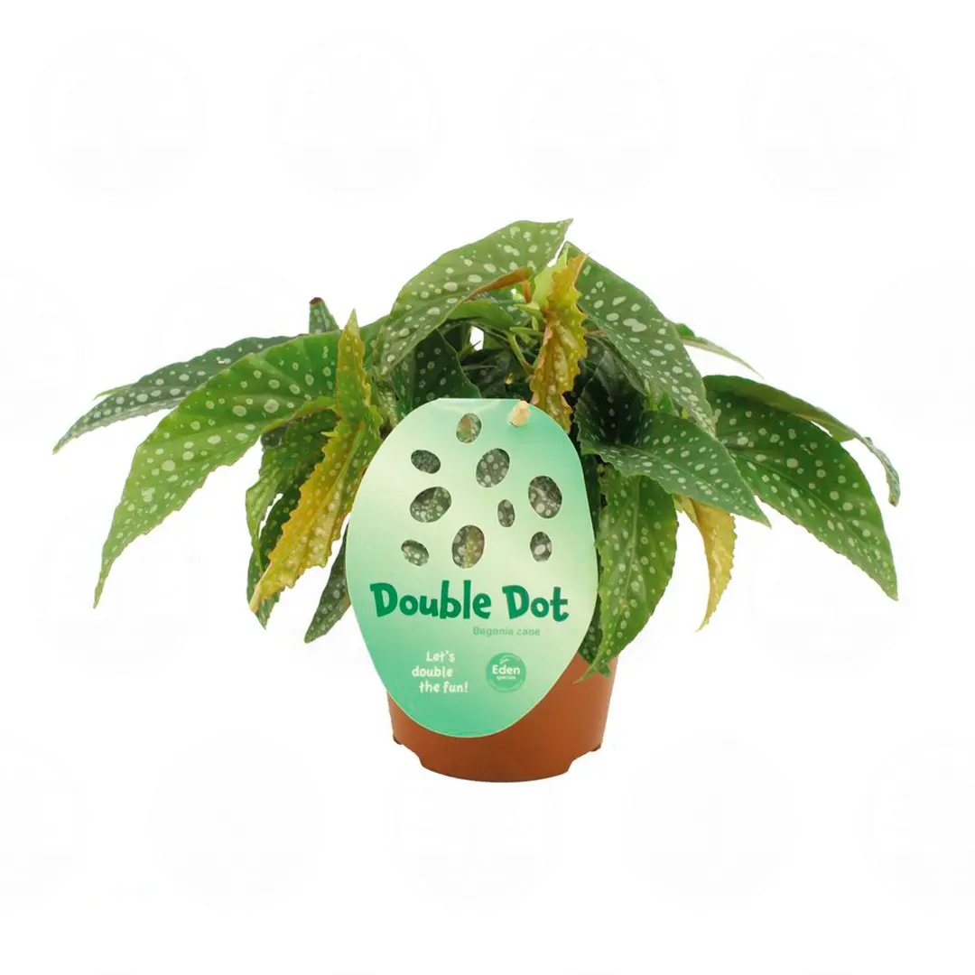 Бегония 'Double Dot' купить