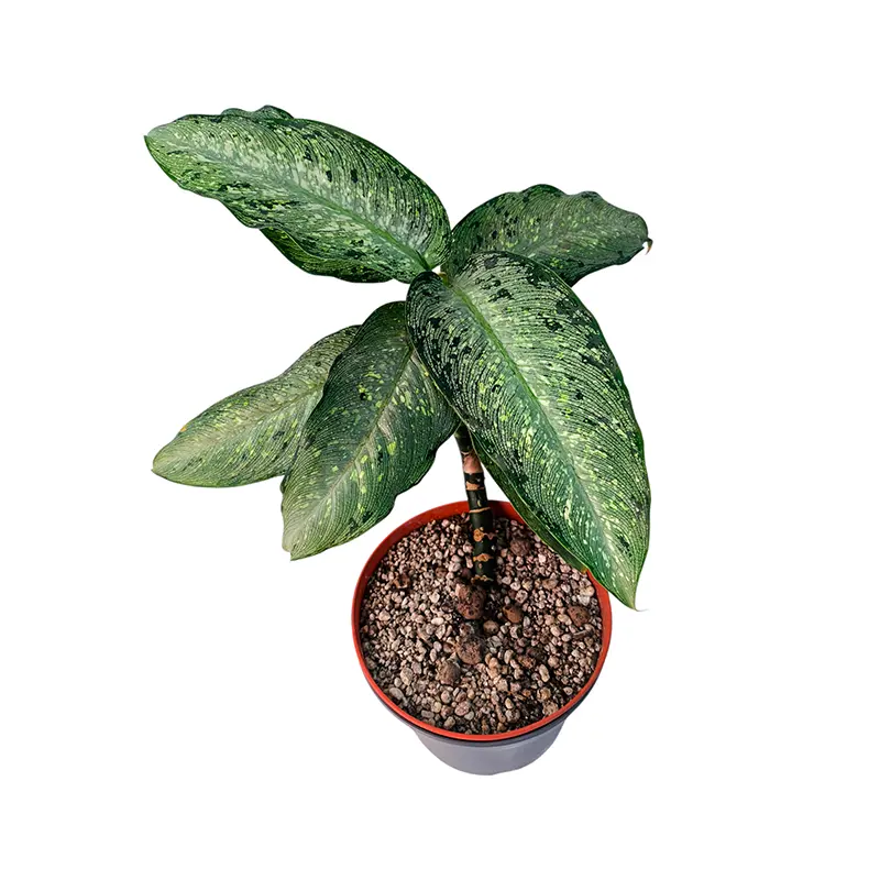 Dieffenbachia Tiki вариегатные листья