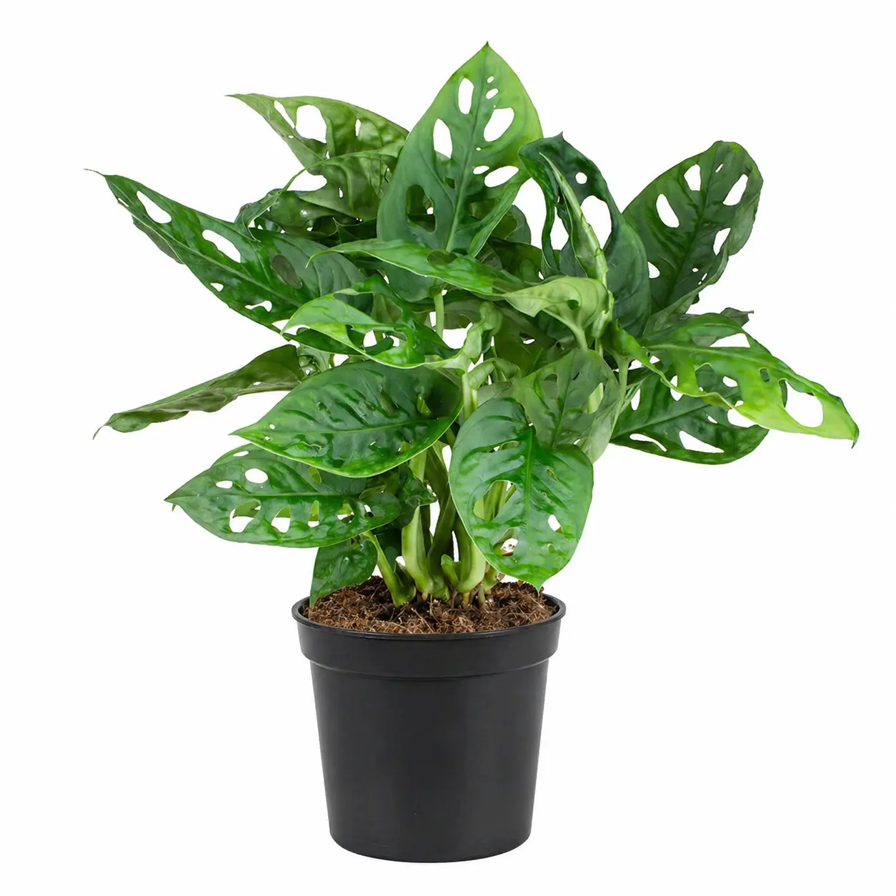 Монстера Фридрихшталия / Monstera friedrichsthalii купить