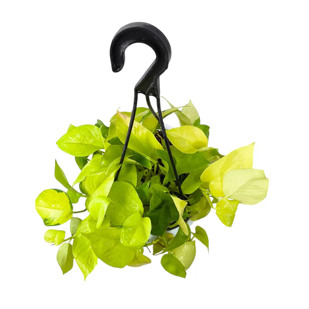 Эпипремнум Голден Потос / Epipremnum pinnatum Golden Pothos купить