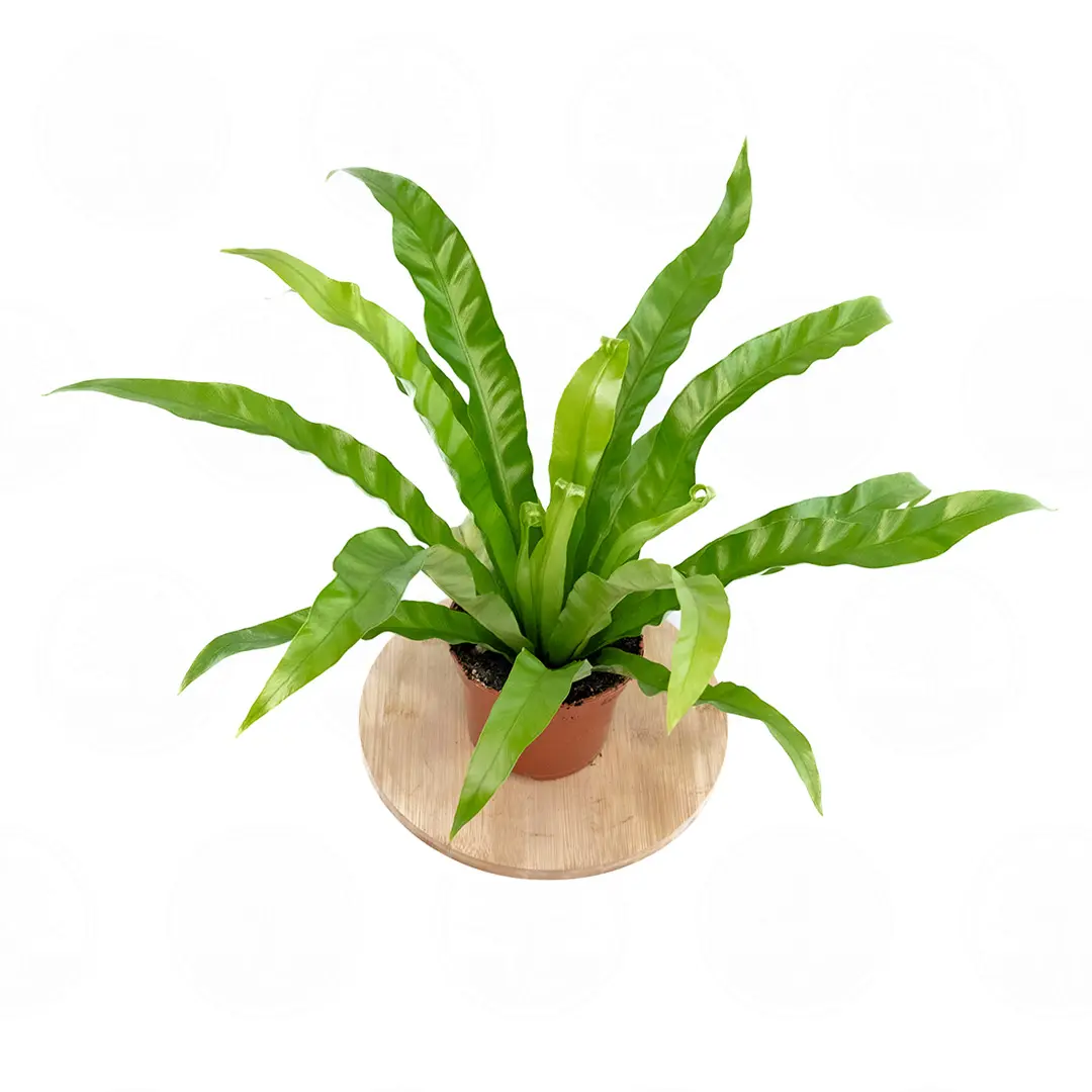 Асплениум антикум / Asplenium antiquum купить
