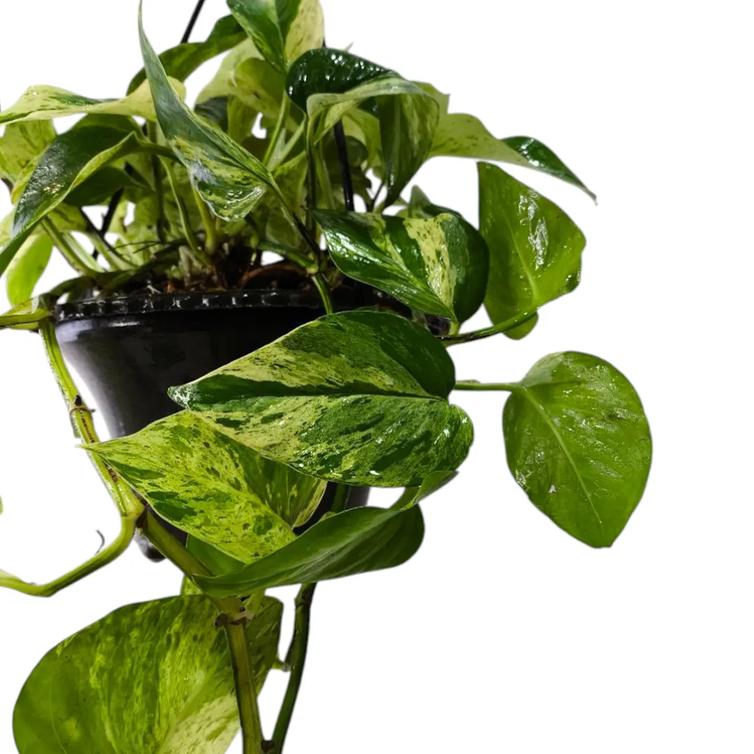 Эпипремнум pinnatum "Marble Queen" подвес. купить