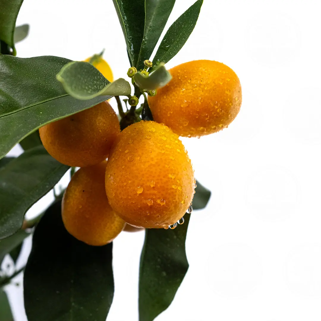 Кумкват Маргарита Биг / Kumquat Margarita Big — цитрусовое растение, детальное фото
